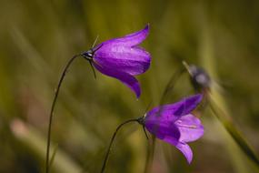 Flower Purple