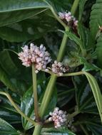 Small Flowers White Petals Flower