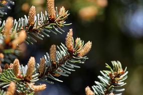 branches spruce tree tree beautiful