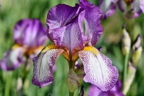 Iris Flower