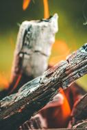 Nature Outdoor Summer Wood-Fibre