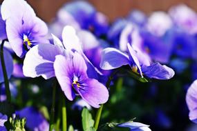 Flower Nature Plant