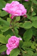 Pink Rosebush Garden