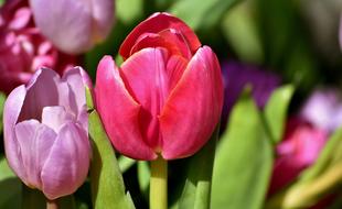 Tulips Flowers Colorful Spring