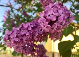 Lilac May Spring