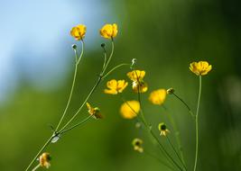 Nature Flower Plant Beautiful
