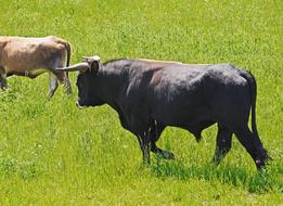 cute bulls walking in the meadow