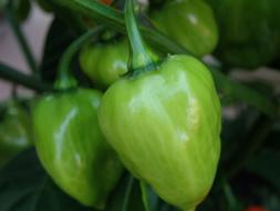 ripe garden peppers