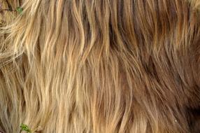 Nature Close Up Long