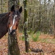 Horse Curious Head