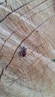 The beetle on the log is beautiful.