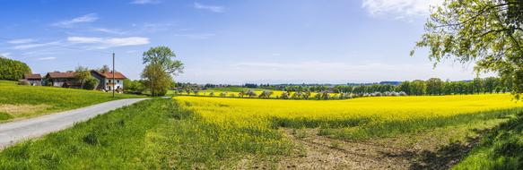 Panorama Oilseed Rape Field