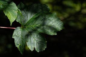 Leaf Green Structure