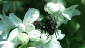 Flying Nature Flower