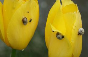 Nature Tulip Snails