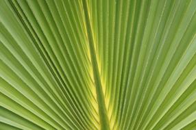 Leaf Plant Nature