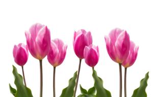tulips are blooming in the garden