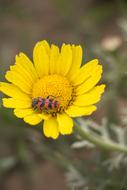 yellow flower with a bug in it