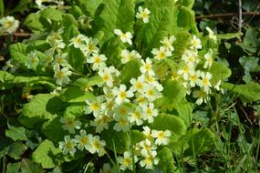 Flowers Primroses Flower