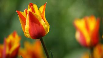 Tulip Flower Bright