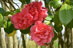 Flower Of Camellia Pink