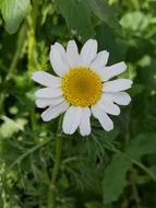 Nature Plant Flower