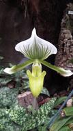 white magnificent lily garden home