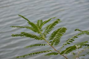 Leaf Nature Plant
