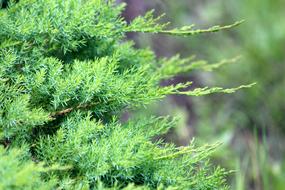 Conifers Nature Plant