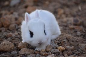Nature Little Cute