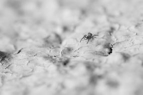 Nature Background Spider
