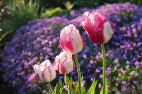 Flower Nature Plant