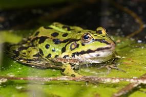 Frog Water Lily Nature