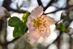 white flower with a red center