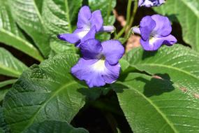 Nature Plant Sheet