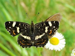 Butterfly Day Nature Insect