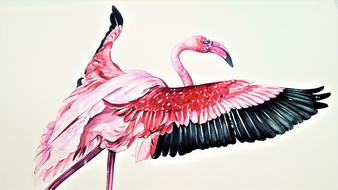 The Greater Flamingo Bird Animal