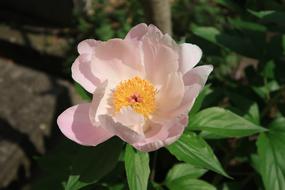 Natural Plant Flowers
