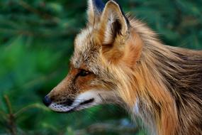 Fuchs Animal World Wild