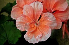 Flower Geranium Summer