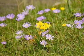 Spring Meadow Flowers Flower