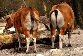 Banteng Beef Bos Javanicus