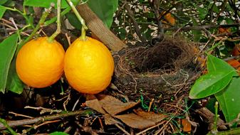Bird Nest Lemon Tree