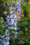 Glycine Flower Creeper