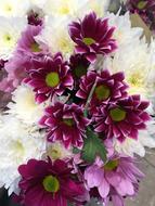 Flower Flora nature macro blur