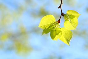 Foliage Spring Nature