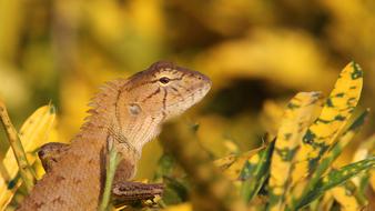 Chameleon By Nature Reptile