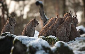 Nature Animal World Mammal