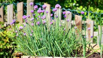Leek Onions Flower