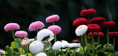 Nature Flower Plant